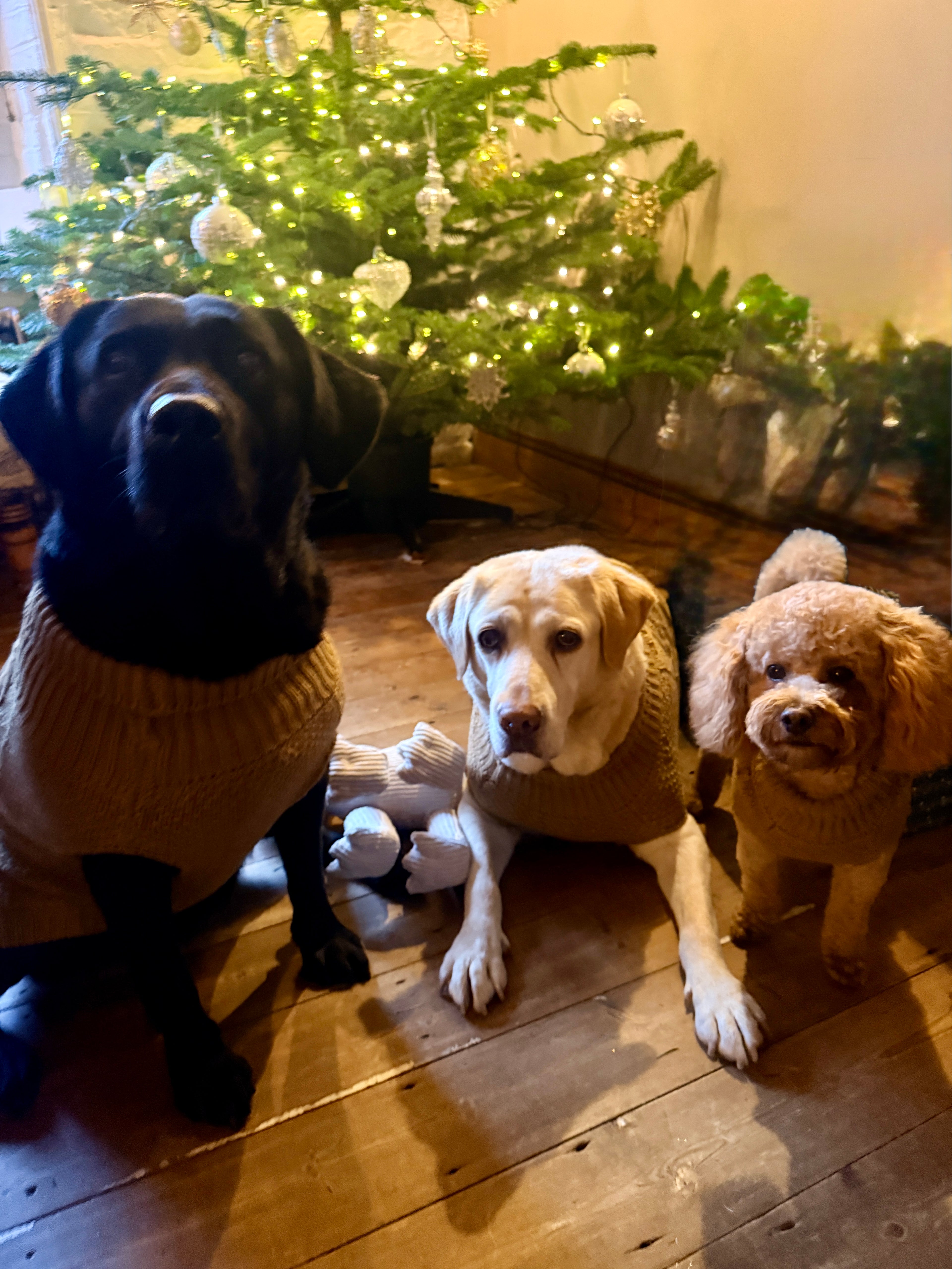 SiHHa Dog Jumper - Larger Breeds